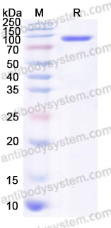 EHG07301, SDS-PAGE