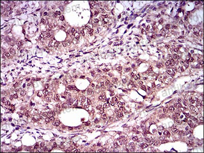 Валидация AntibodySystem RHA44202 (140)