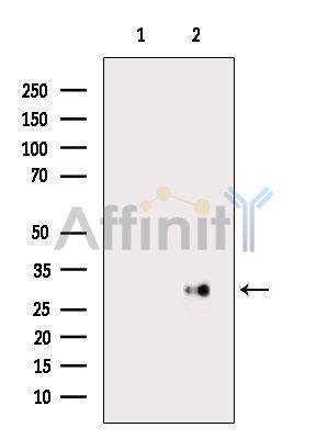 Валидация Affinity AF6512 - 3843