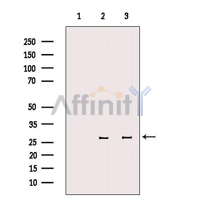 Валидация Affinity AF6356 - 3644