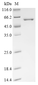 SDS-PAGE