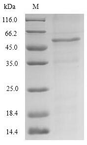 SDS-PAGE