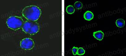 Валидация IF - AntibodySystem RHC85103