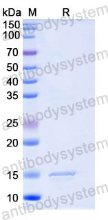 Валидация SDS-PAGE - AntibodySystem RHD46201