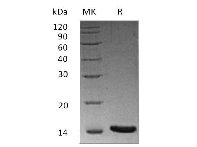 Валидация Elabscience PKSH033807(4077)