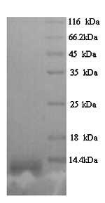 SDS-PAGE