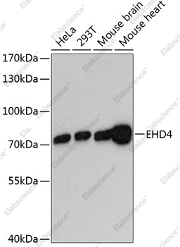 Вестерн-блоттинг, EHD4, различные клеточные линии