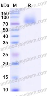 EHB23202, SDS-PAGE