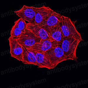 Валидация IF - AntibodySystem RHC03209 (246)