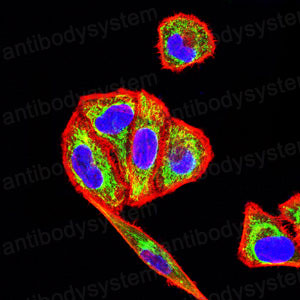 Валидация IF - AntibodySystem RHE23205