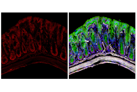 Валидация AssayVector ARM2547(4586)