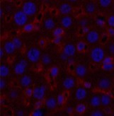 Валидация Elabscience E-AB-20036