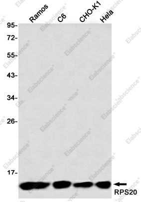 Вестерн-блоттинг, RPS20, клетки HeLa, CHO-K1, C6, Ramos