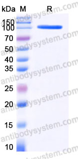 EHA12002, SDS-PAGE