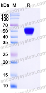 AHD72101, SDS-PAGE