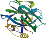 Serum Amyloid P Component (SAP)