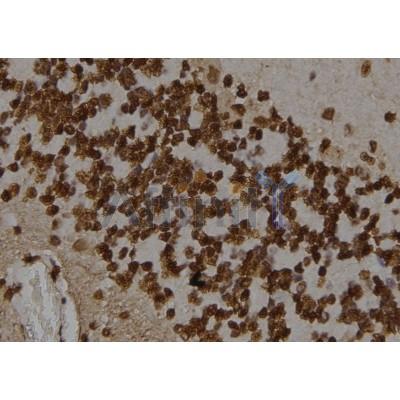 Валидация Affinity DF6246 - 17534