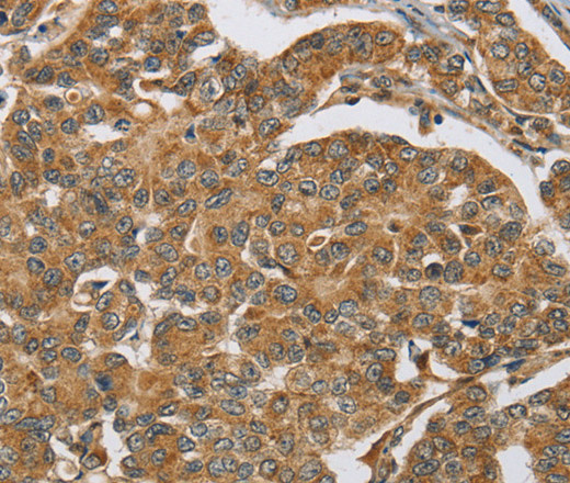 Валидация Elabscience E-AB-12398