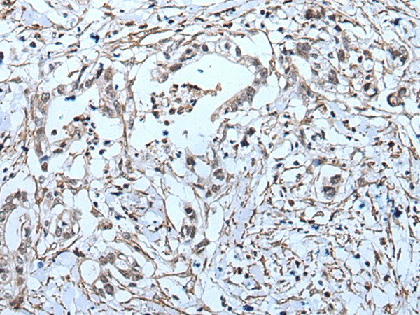 Валидация Elabscience E-AB-18223