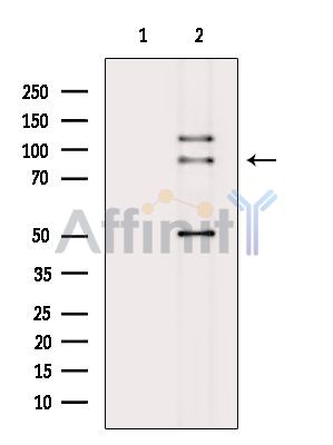 Валидация Affinity DF15284 - 11574