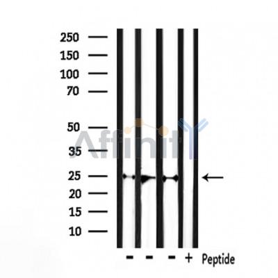 Валидация Affinity DF7363 - 19079