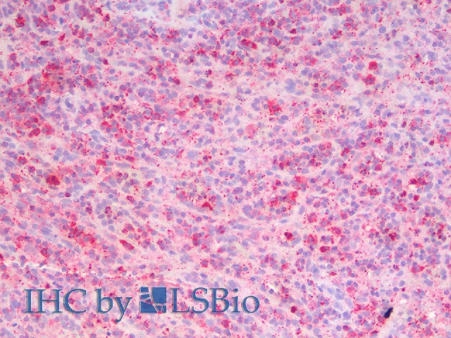 Валидация Elabscience E-AB-70057