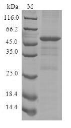 SDS-PAGE