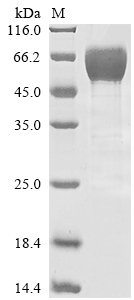 SDS-PAGE