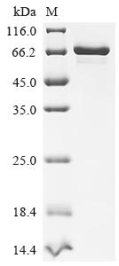 SDS-PAGE