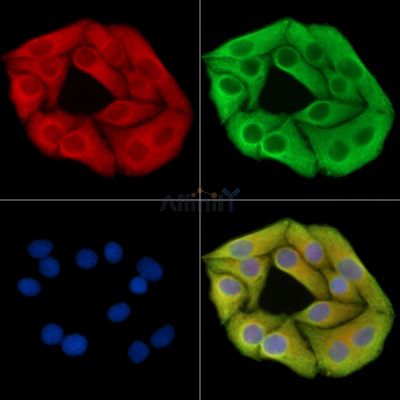 Валидация Affinity DF14597 - 10615