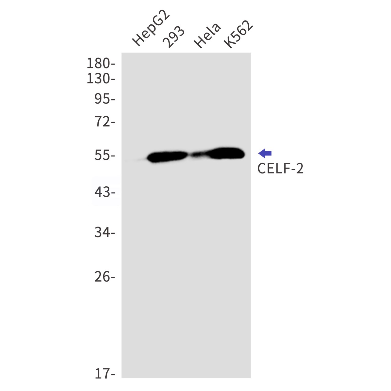 Валидация WB - AssayVector ARM1383 (385)