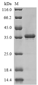 SDS-PAGE