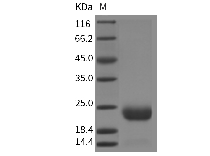 Валидация Elabscience PKSM040285(4297)