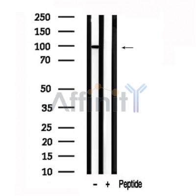 Валидация Affinity AF7594 - 4261