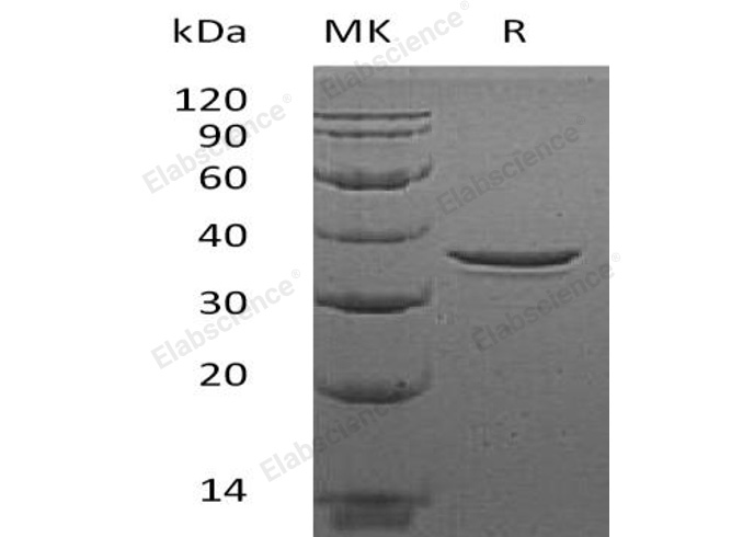 Валидация Elabscience PKSH032761(3186)