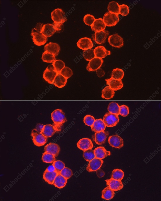 Иммунофлуоресценция, CD141/Thrombomodulin, клетки A-431