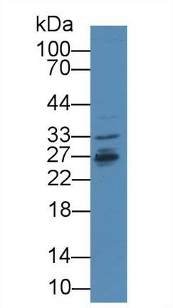 12505
