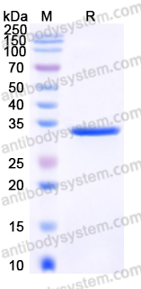 YHN32302, SDS-PAGE