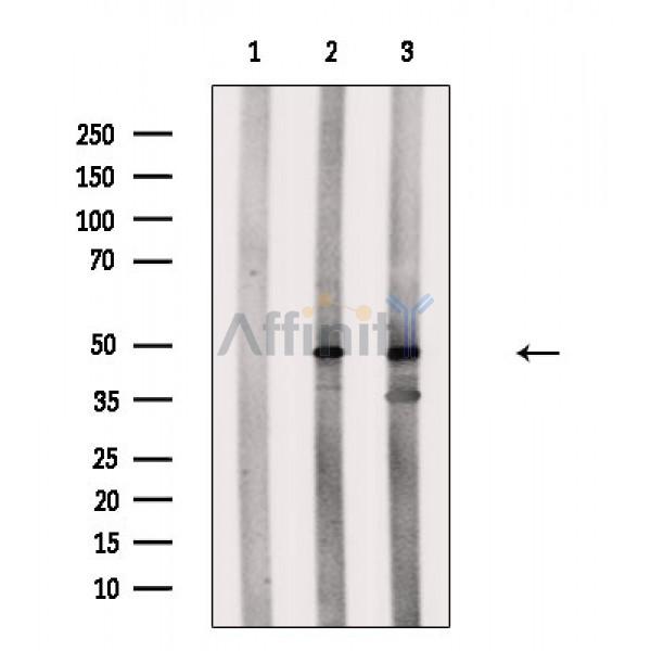 Валидация Affinity DF9511 - 22148