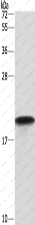 Вестерн-блоттинг, Cyclophilin F, клетки HeLa