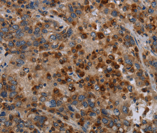 Валидация Elabscience E-AB-16612