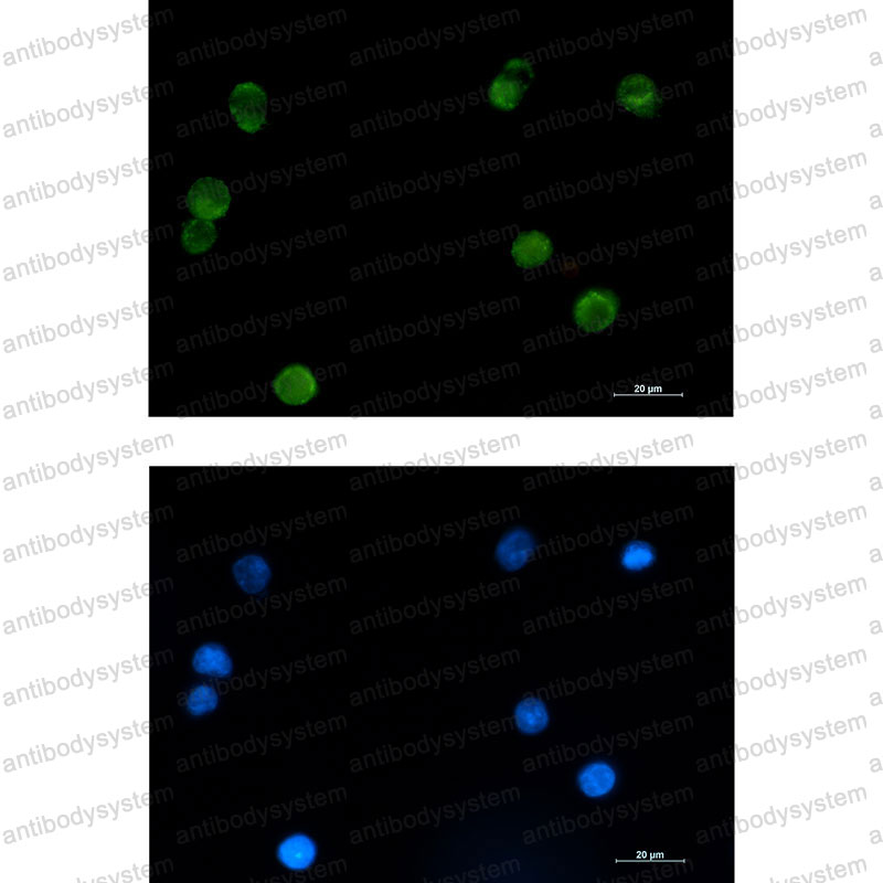Валидация IF - AntibodySystem RHK20903