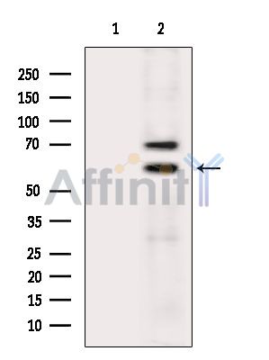 Валидация Affinity DF8237 - 20069