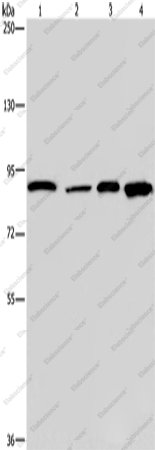 Вестерн-блоттинг, Catenin gamma, ткань сердца мыши, клетки HeLa, клетки HUVEC и ткань кожи мыши