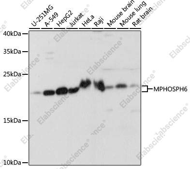 Вестерн-блоттинг, MPHOSPH6, различные клеточные линии