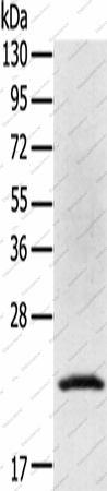 Вестерн-блоттинг, TP53I11, клетки Jurkat