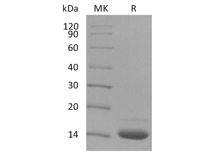 Валидация Elabscience PKSH033677(3960)