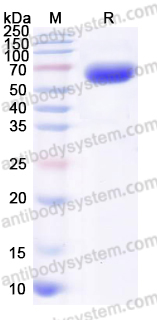 AHG08902, SDS-PAGE