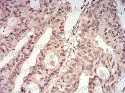 Валидация AntibodySystem RHD97506