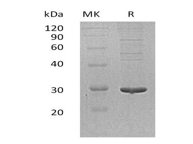 Валидация Elabscience PKSH032957(3349)